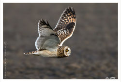 Short-eared owl / Velduil
