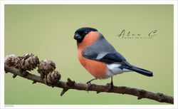Goudvink / Bullfinch mannetje/male
