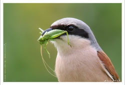 Red-backed shrike / Grauwe klauwier