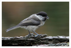 Willow tit / Matkop