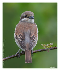 Red-backed shrike / Grauwe klauwier