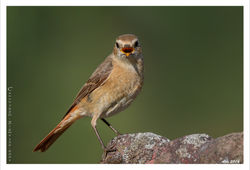 Common redstart/Gekraagde roodstaart
