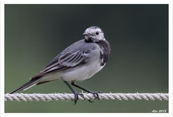 White wagtail / Witte kwikstaart