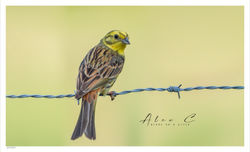Geelgors / Yellowhammer