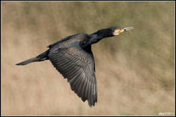 Cormorant / Aalscholver