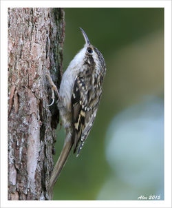 Tree creeper / Boomkruiper
