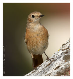 Common redstart/Gekraagde roodstaart