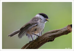 Marsh tit / Glanskop jong