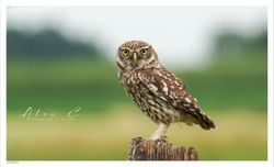 Steenuil / Little owl