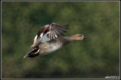Gadwall / Krakeend
