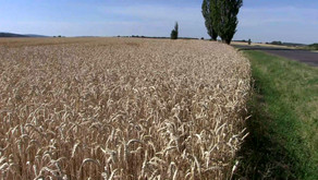 Erhöhtes CO2: Grünere Erde und reichere Ernten