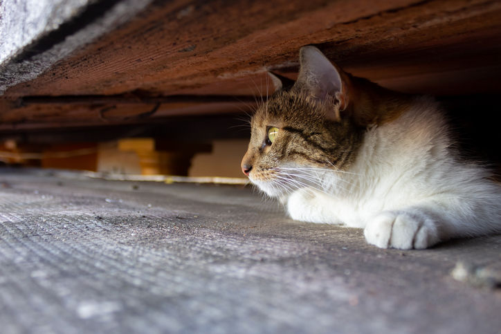 Cat hiding under decking — cats often get trapped in sheds, garages, or small spaces when they go missing.