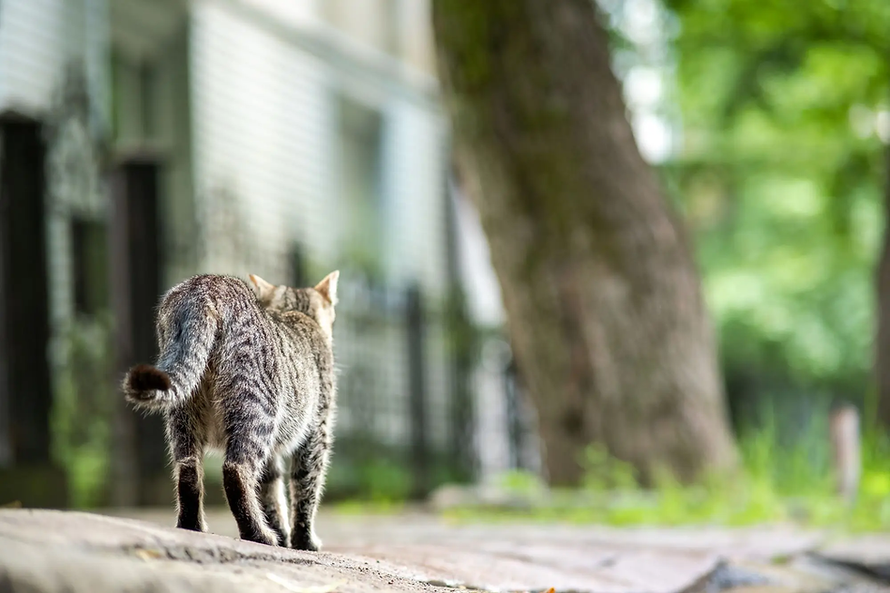 Outdoor cat walking down a path — cats can wander too far from home and lose their way.