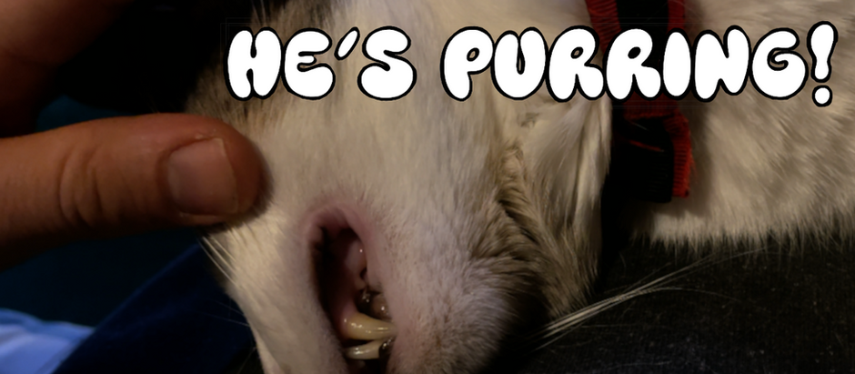 How to do a Conscious Oral Exam at Home