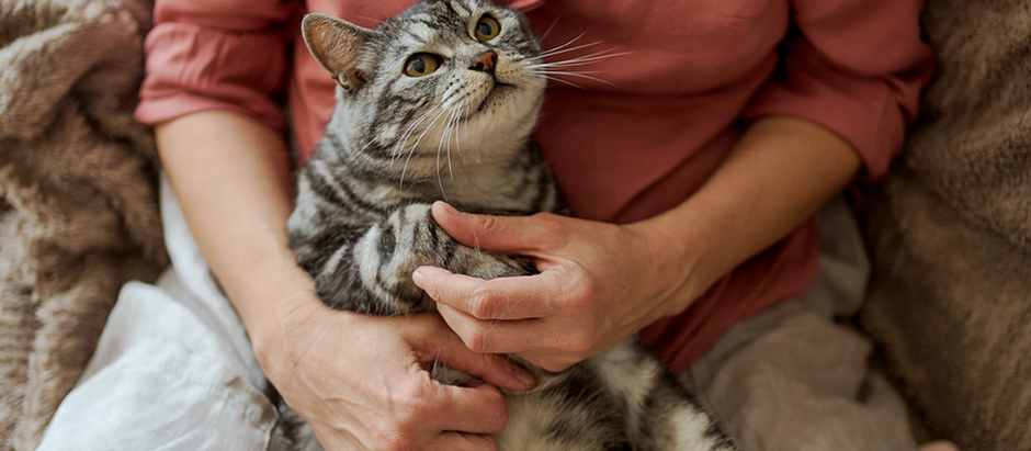 Caring For Senior Cats