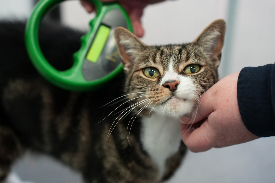 Vet scanning a cat’s microchip — microchipping is essential to reunite lost cats with their owners.