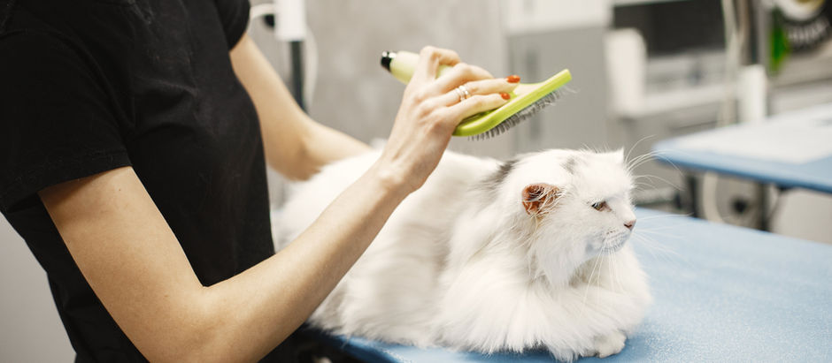 Master the Art of Grooming Your Cat