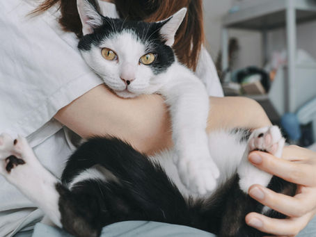 How to Desensitise Your Cat’s Mouth to Touch