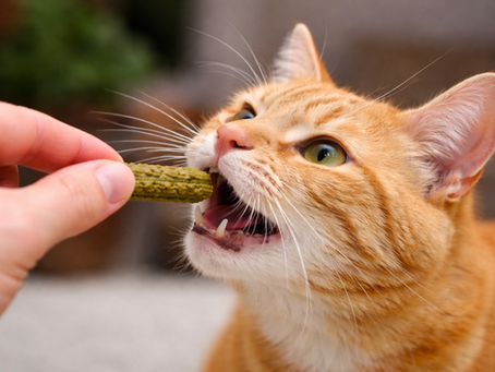 dental cat treats close-up texture showing porous surface for plaque removal ginger cat biting into it.