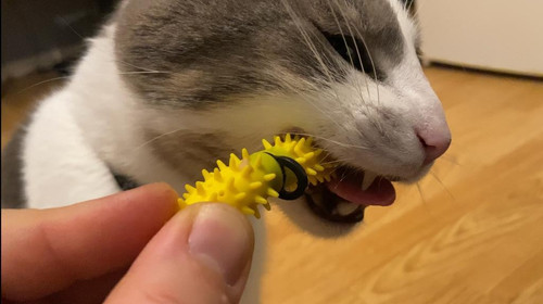 Dental Wand Starter Kit Inventor Cat