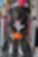 Black and white dog wearing an orange harness standing on a dog treadmill in the Out 2 Run Fitness mobile dog gym van