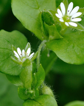 common chickweed cpt Amy Lewis.jpg