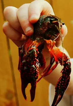 Crawfish 2.jpg