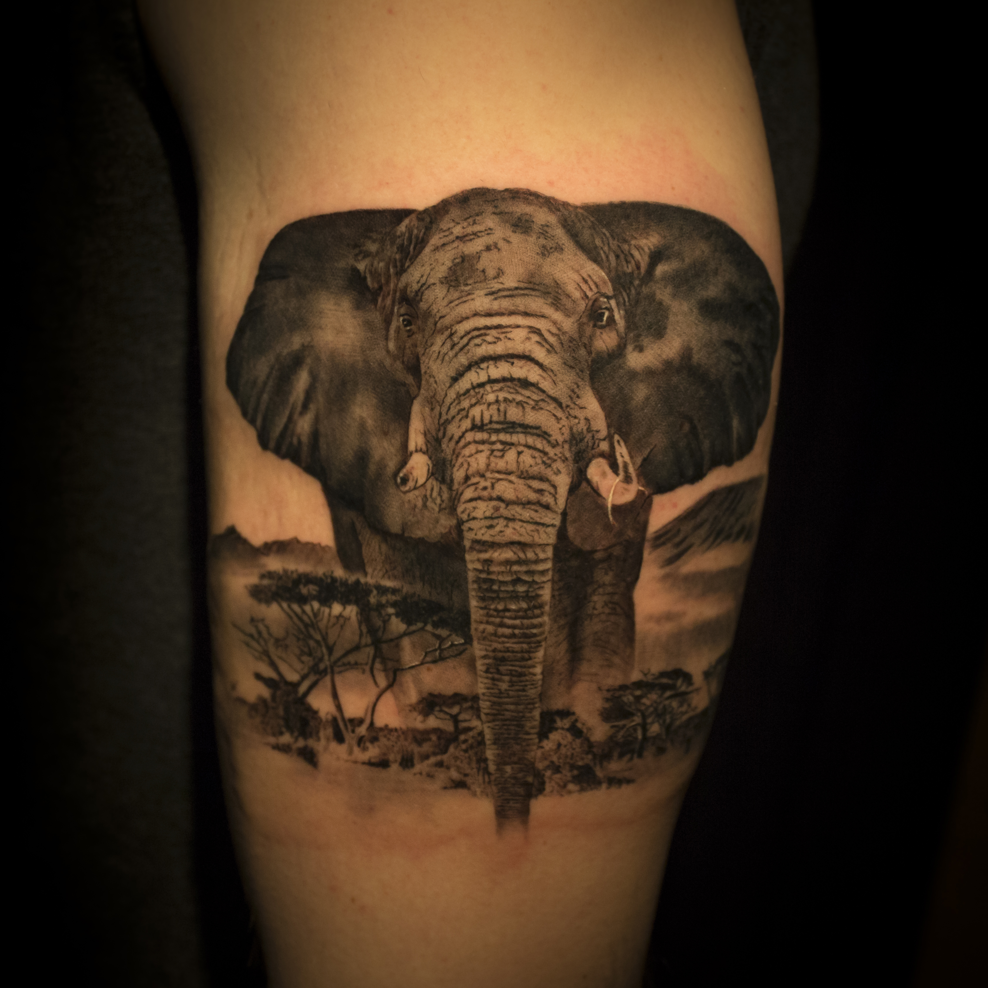 elephant 2