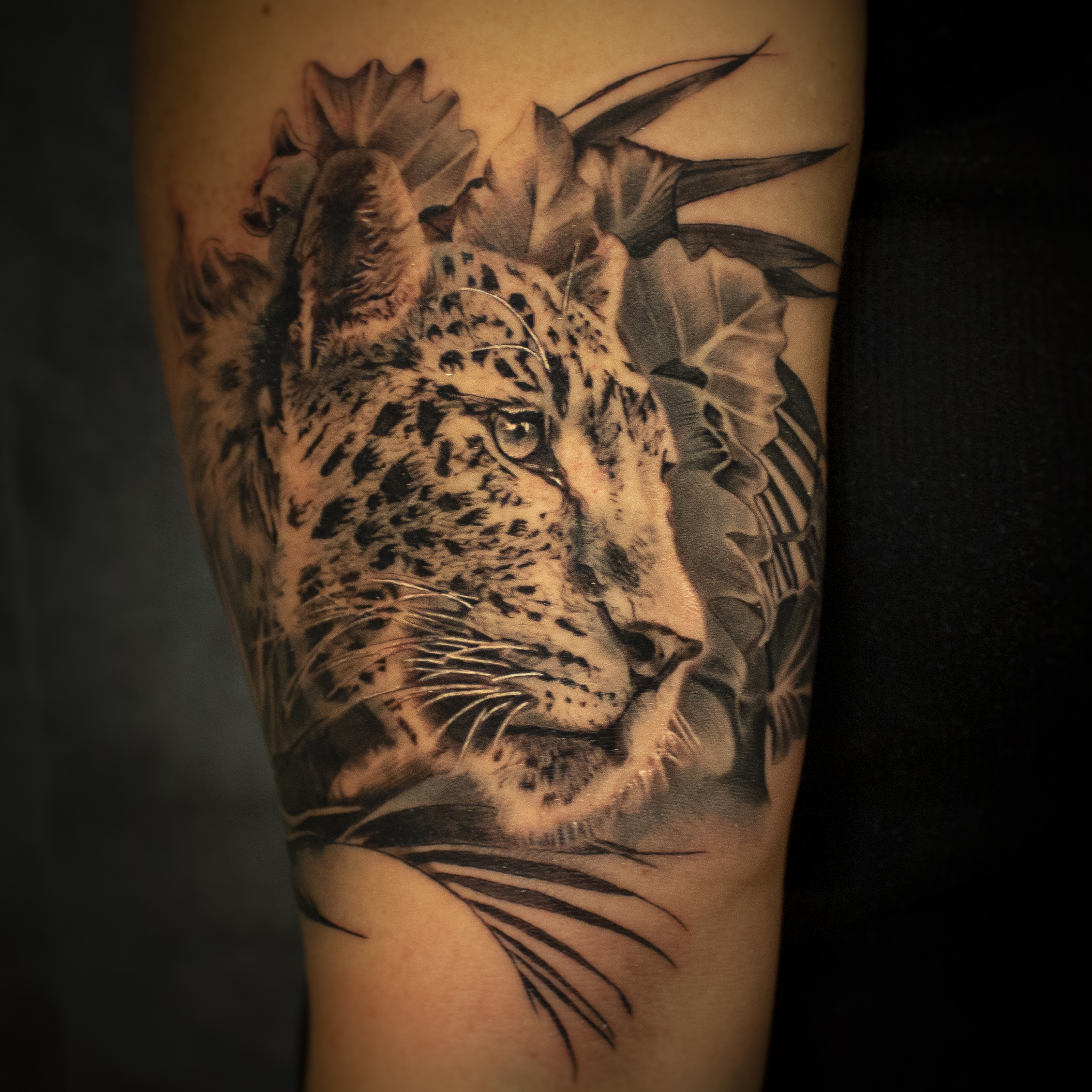 leopard 1