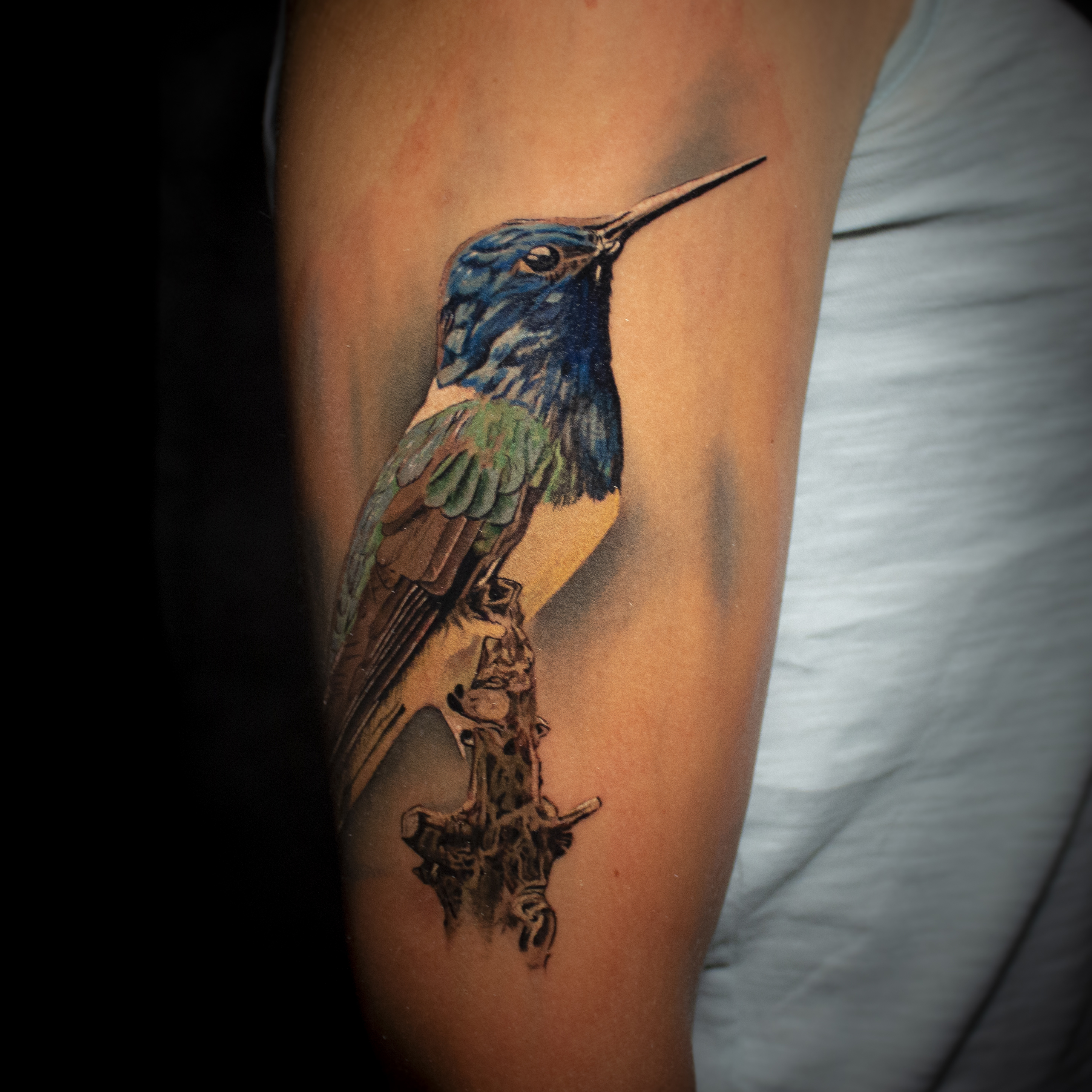 Colibri 1
