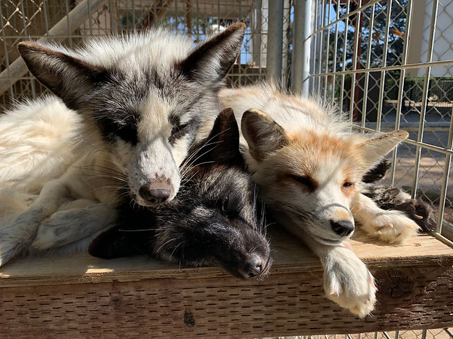 Fox trio in paso.jpg
