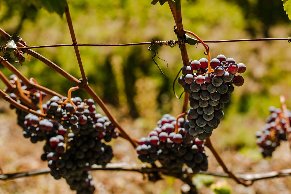 Miniature : Grappe de raisin Nebbiolo ou Chiavennasca de Valtellina