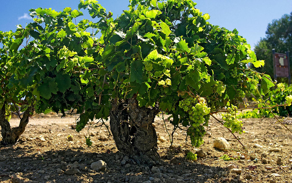 Miniature : Vieille vigne de Grillo en gobelet en Sicile
