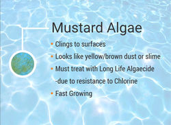 Mustard1