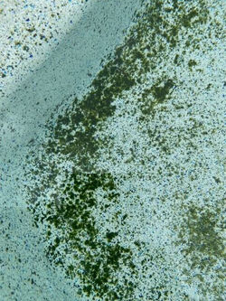Black-spot1