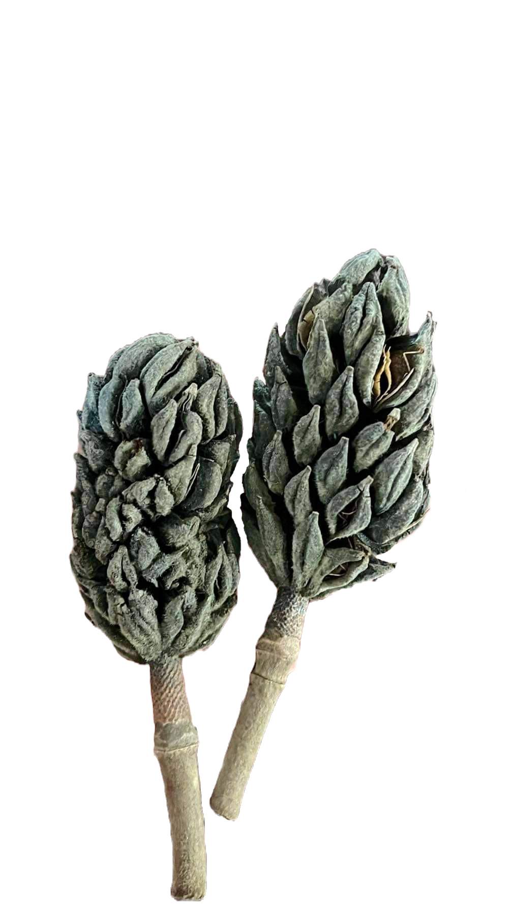 Magnolia Seed Pod (x1)