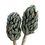 Thumbnail: Magnolia Seed Pod (x1)