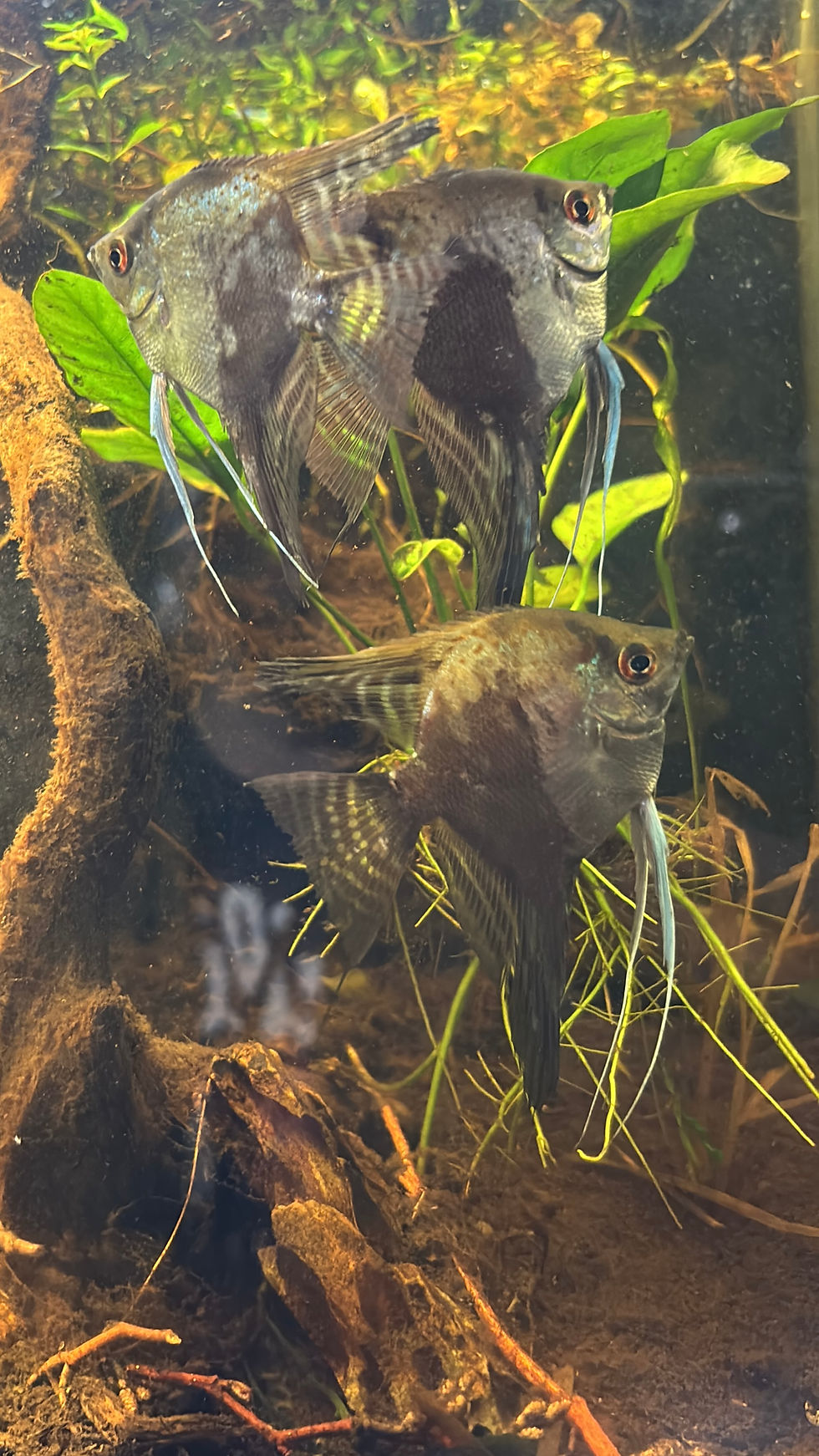 Thumbnail: Blue Smokey Marble Adult Angelfish (Pterophylum scalare)