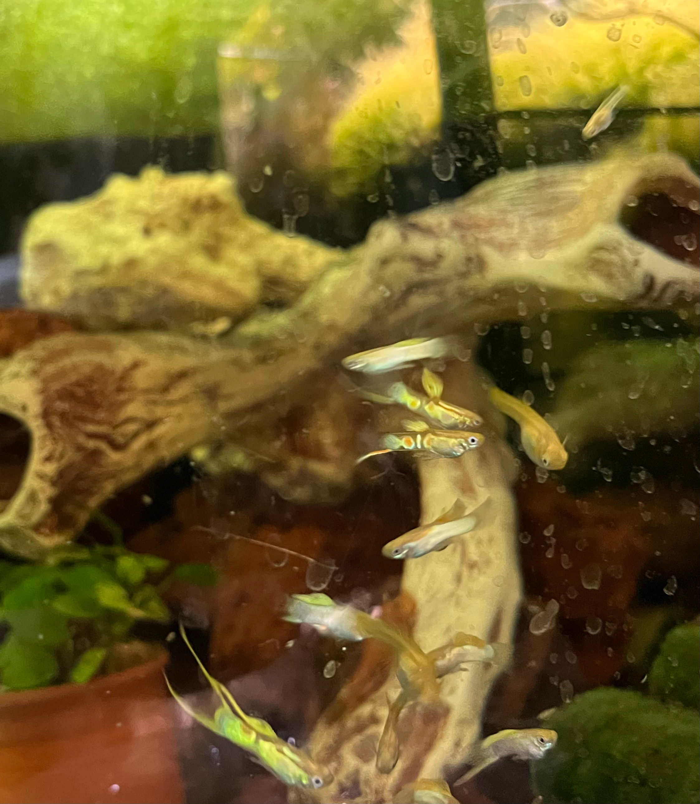 Gold Vienna Bottom Swordtail Guppy (pair)