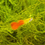 Thumbnail: Gold Red Guppy (blonde body) Poecilia reticulata (pair)