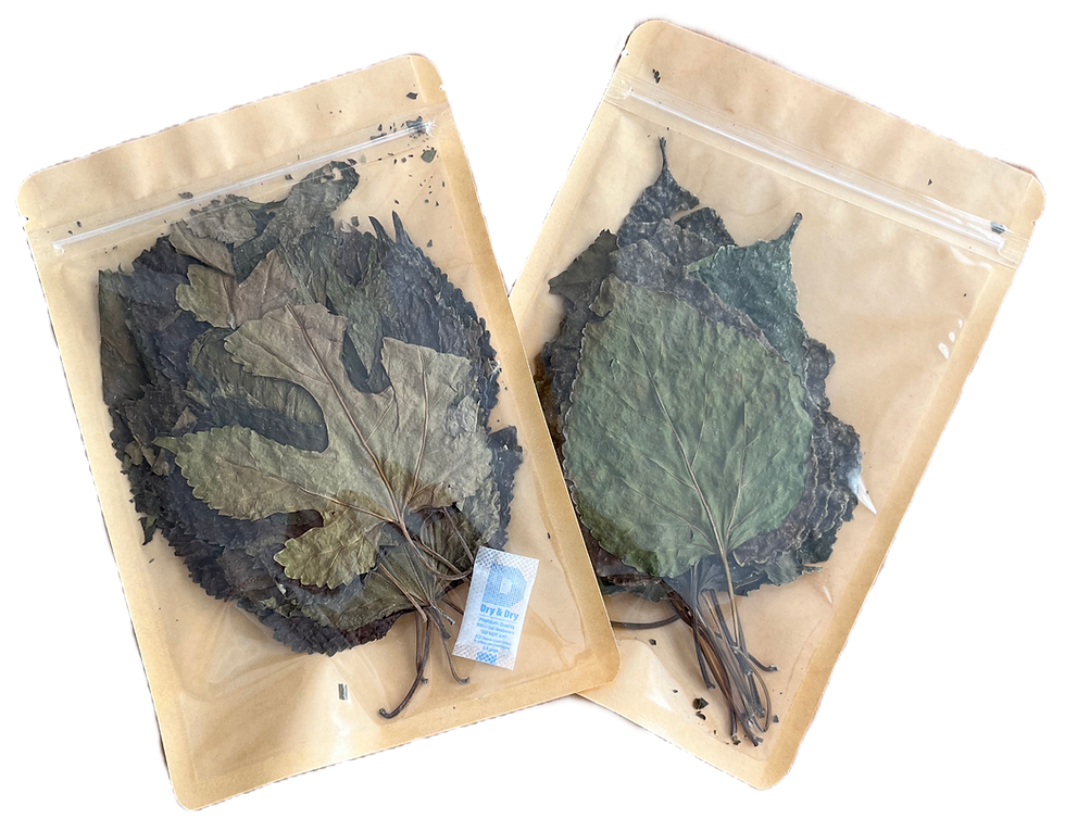 Thumbnail: Mulberry Leaf (10g)