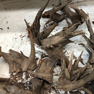 Eucalyptus Tree Driftwood Stump