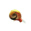 Thumbnail: Red Ramshorn Snail