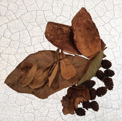 dried leaves, cones, and plant material for botanical aquariums