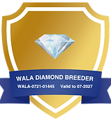 The Doodle Family Diamond 1 (1).png