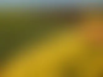 Estado nordestino decreta emergência após tarifaço dos EUA atingir exportações