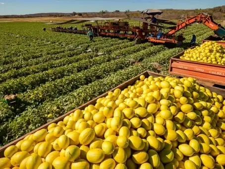 Estado nordestino decreta emergência após tarifaço dos EUA atingir exportações