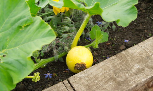 garden 04.jpg