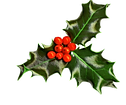 holly-transparent-background_edited.png