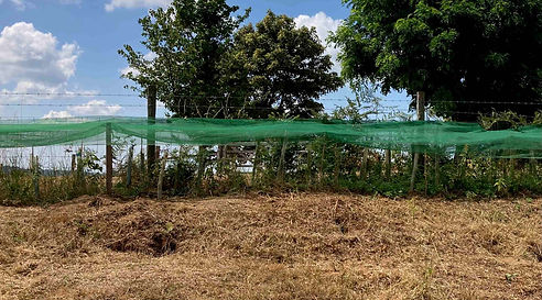 sun protection for the saplings.jpg